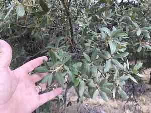 Gray oak(Quercus grisea)