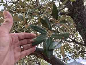 Silverleaf oak(Quercus hypoleucoides)