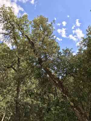 Silverleaf oak(Quercus hypoleucoides)