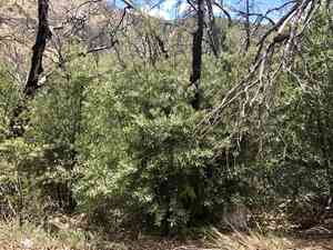 Silverleaf oak(Quercus hypoleucoides)