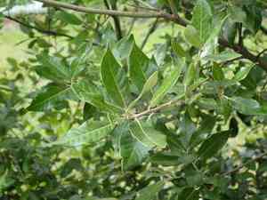 Evergreen oak(Quercus ilex)