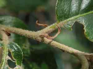 Evergreen oak(Quercus ilex)