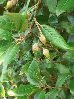 Evergreen oak(Quercus ilex)