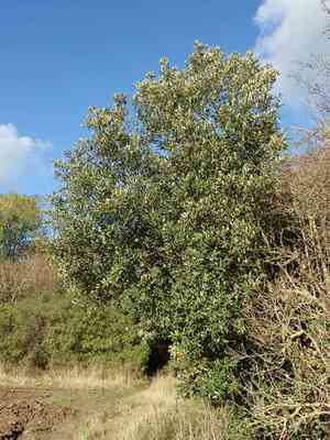 Evergreen oak(Quercus ilex)