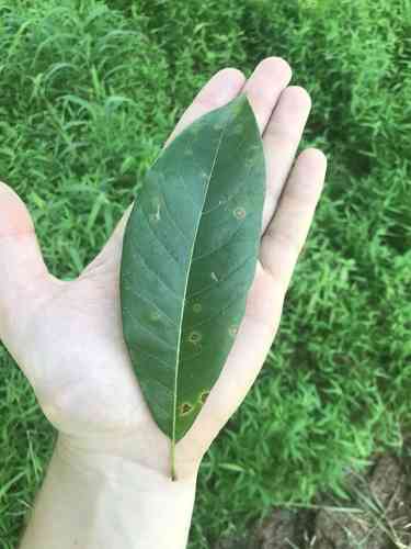 Shingle oak(Quercus imbricaria)