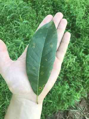 Shingle oak(Quercus imbricaria)