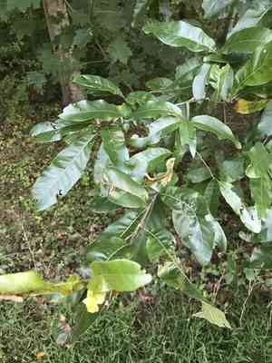 Shingle oak(Quercus imbricaria)
