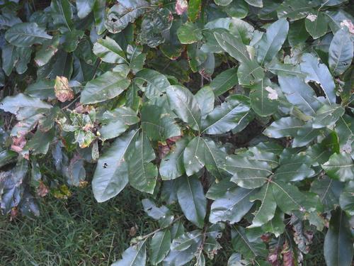 Shingle oak