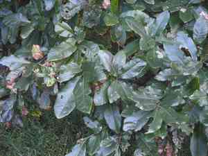 Shingle oak(Quercus imbricaria)