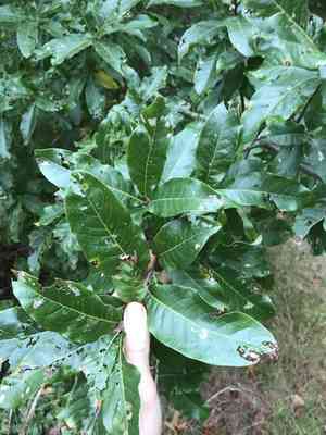 Shingle oak(Quercus imbricaria)