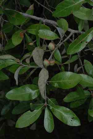 Bluejack oak(Quercus incana)