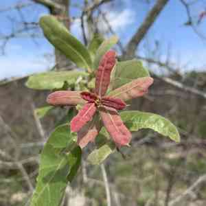Bluejack oak(Quercus incana)
