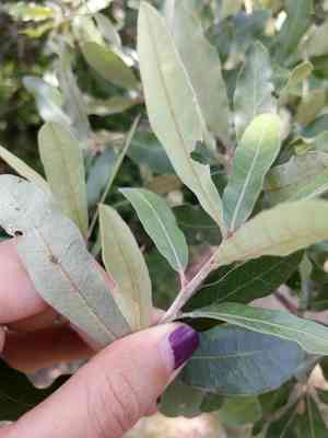 Bluejack oak(Quercus incana)