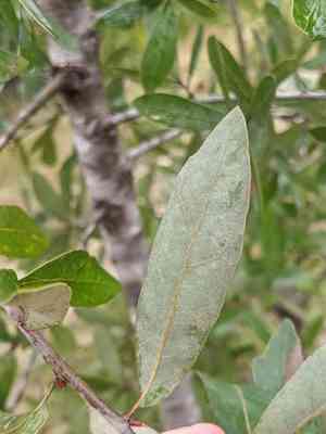 Bluejack oak(Quercus incana)