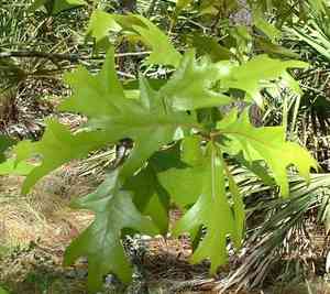 Turkey oak(Quercus laevis)