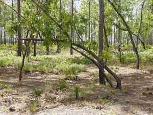 Turkey oak(Quercus laevis)