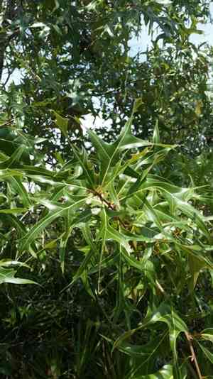 Turkey oak(Quercus laevis)