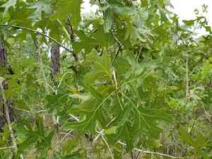Turkey oak(Quercus laevis)