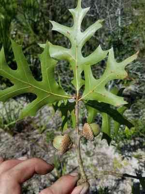 Turkey oak(Quercus laevis)