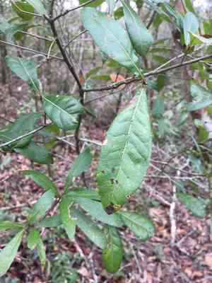 Laurel oak(Quercus laurifolia)