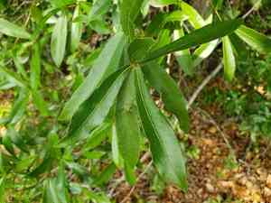 Laurel oak(Quercus laurifolia)