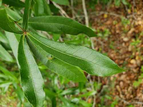 Laurel oak(Quercus laurifolia)