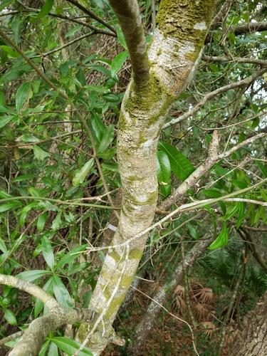 Laurel oak(Quercus laurifolia)