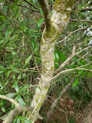 Laurel oak(Quercus laurifolia)