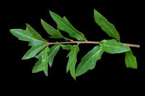 Laurel oak(Quercus laurifolia)
