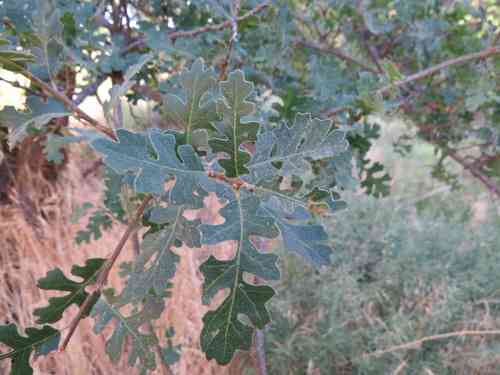Valley oak(Quercus lobata)