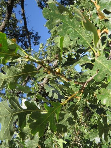 Valley oak(Quercus lobata)