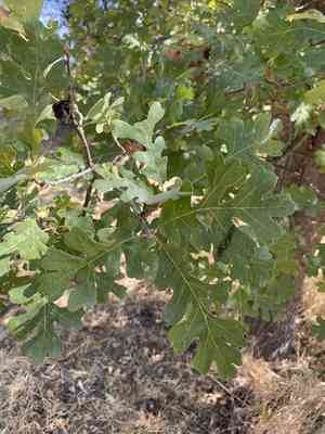 Valley oak(Quercus lobata)
