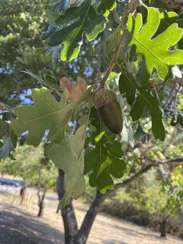 Valley oak(Quercus lobata)