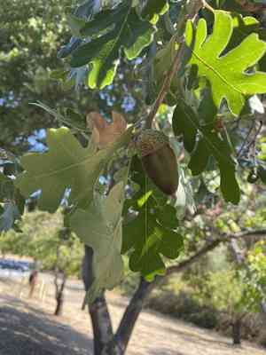 Valley oak(Quercus lobata)
