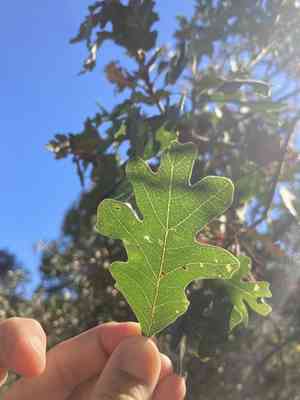 Valley oak(Quercus lobata)
