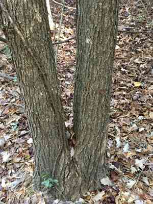 Overcup oak(Quercus lyrata)