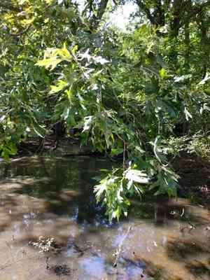 Overcup oak(Quercus lyrata)