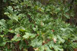 Sand post oak(Quercus margarettae)