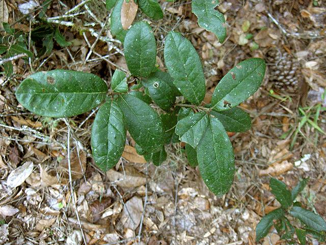 Dwarf live oak