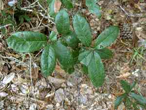 Dwarf live oak(Quercus minima)