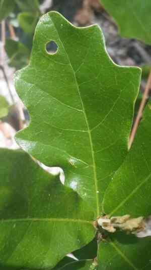 Dwarf live oak(Quercus minima)
