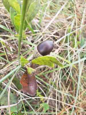 Dwarf live oak(Quercus minima)