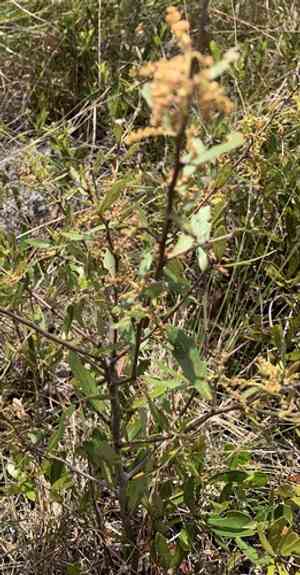 Dwarf live oak(Quercus minima)