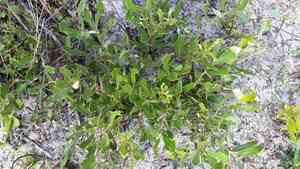 Dwarf live oak(Quercus minima)