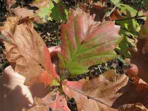 Mongolian oak(Quercus mongolica)
