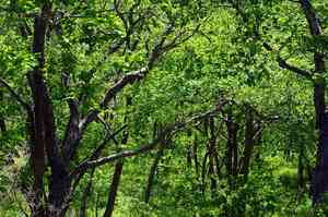 Mongolian oak(Quercus mongolica)