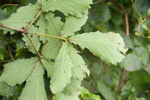 Mongolian oak(Quercus mongolica)