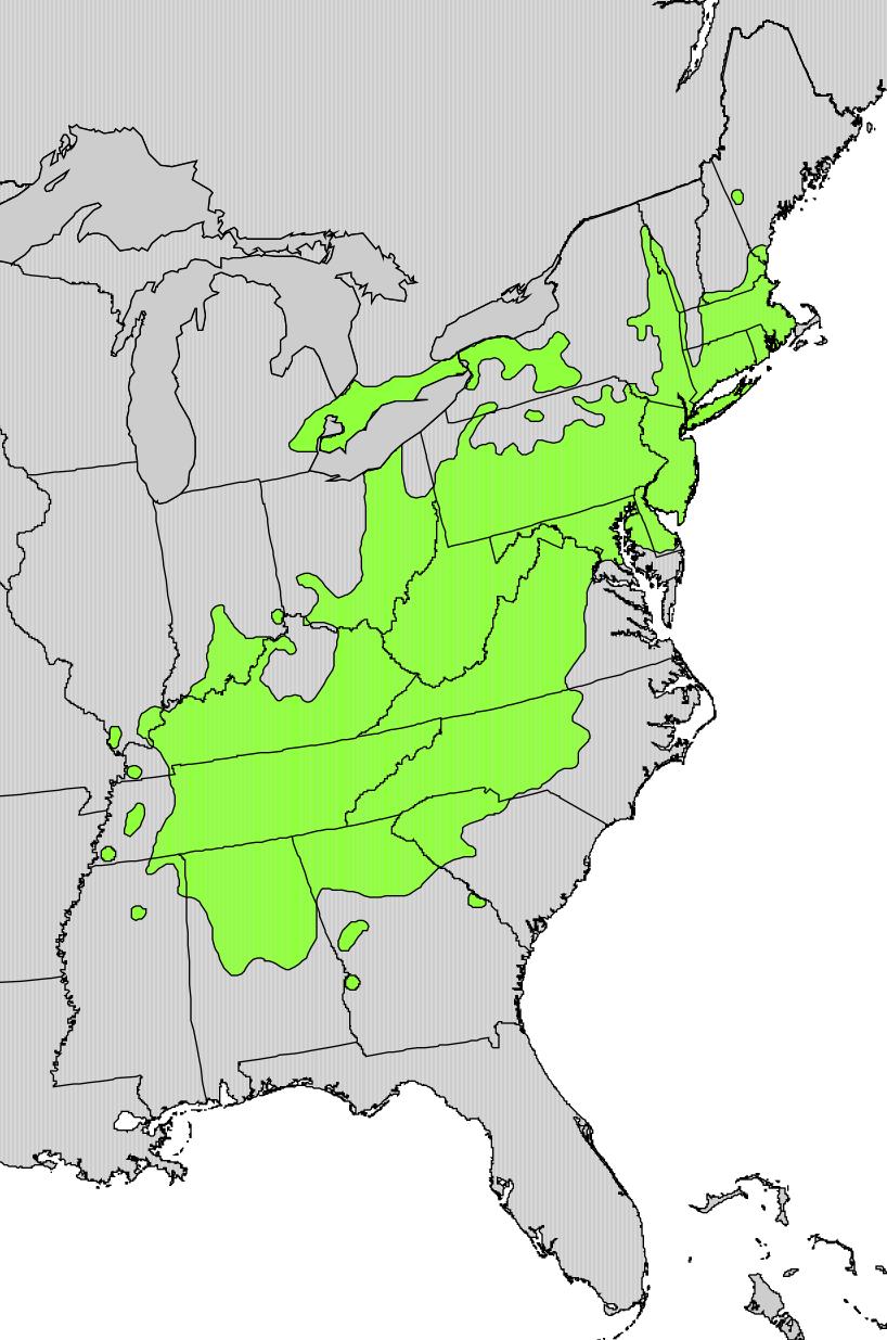 Chestnut oak