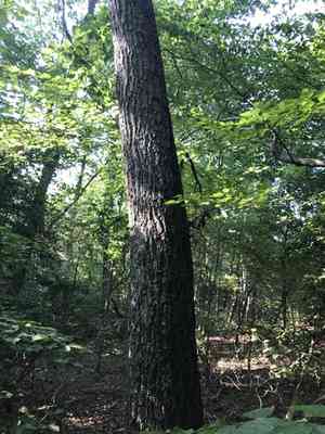 Chestnut oak(Quercus montana)