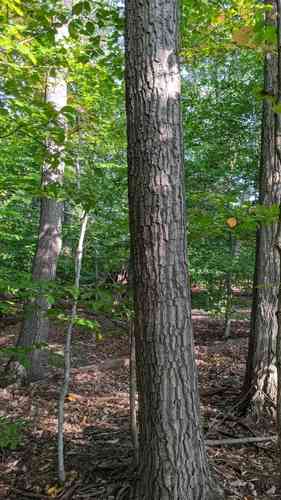 Chestnut oak(Quercus montana)